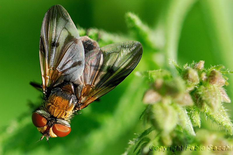 Ectophasia crassipennis